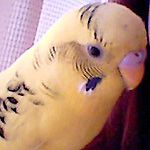 pinosuke