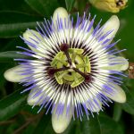 Passiflora