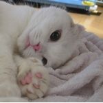 ねこる(ΦωΦ)