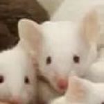 はつかねずみP