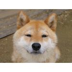 なっけー