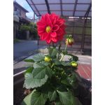仲町紅依