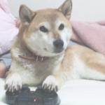 しばぶち