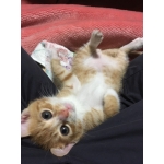 どないやねん