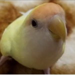 やなぎん