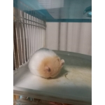 あっすぃ～