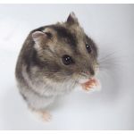 じゃがバタ