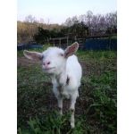 ペリカンドンキー