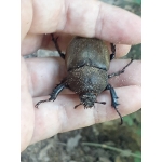 ヒジキ