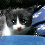 チビ猫＠AS
