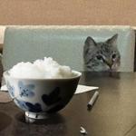 猫飯