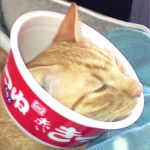 にゃんたろう