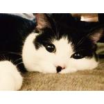 tomtom
