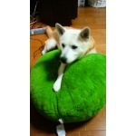 じべた