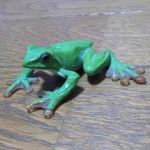 九龍アヌマ