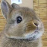 うた