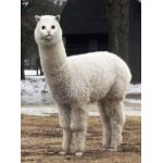 ちーすけ