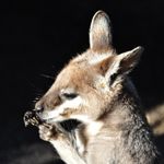 さわかぜ