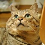 あつし