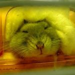 ぬこぬこまん
