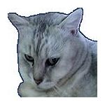 紺ねこ