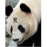 黒大熊猫