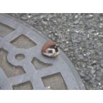 rollingman