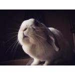 動物ですけど。
