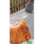 つなきち　　　　　　　　　　　。
