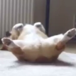 赤松蒼