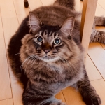 あずさ