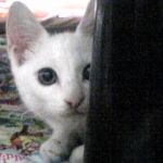 さみー=てるがさき
