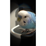 キラ