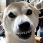柴犬ひ～ちゃん