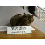 モザイ君