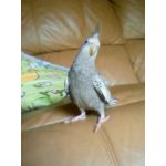 たぬん