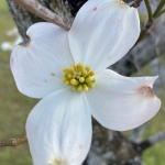あるぱか