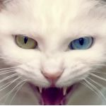 gatto