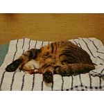 チェリーブラザー