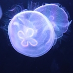 userPhoto