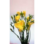 ＦＲＥＥＳＩＡ ＢＯＹ