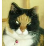 黒猫ペー