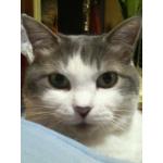 猫又