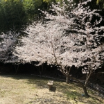 userPhoto