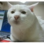 まざふぁっか　Ya!!