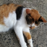 userPhoto