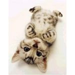 たんたん