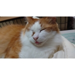 忍者猫