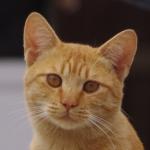 のーり