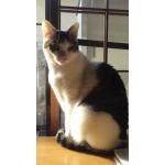 *M猫*